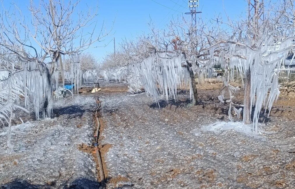 Adıyaman’da Soğuk Hava Fıstık Bahçelerini Buzla Kapatırken, Güneşle Birlikte Eski Haline Geri Döndü Adıyaman'da hava sıcaklıklarının sıfırın altına düşmesi, fıstık bahçelerinin buz tutmasına