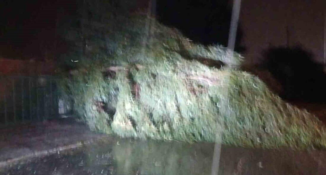 Aydın’da Şiddetli Rüzgar ve Fırtına Yaşandı, Ağaçlar Devrildi ve Trafikte Sorunlar Oluştu Aydın'da etkili olan fırtına, gece saatlerinde ağaçların devrilmesine ve trafikte