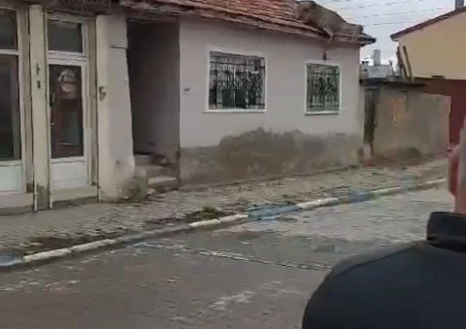 Sokak Köpeklerinden Kaçan Kızıl Geyik Çatıdan Düşerek Hayatını Kaybetti Afyonkarahisar Sultandağı’nda yiyecek ararken sokak köpeklerinden kaçan kızıl geyik, 4