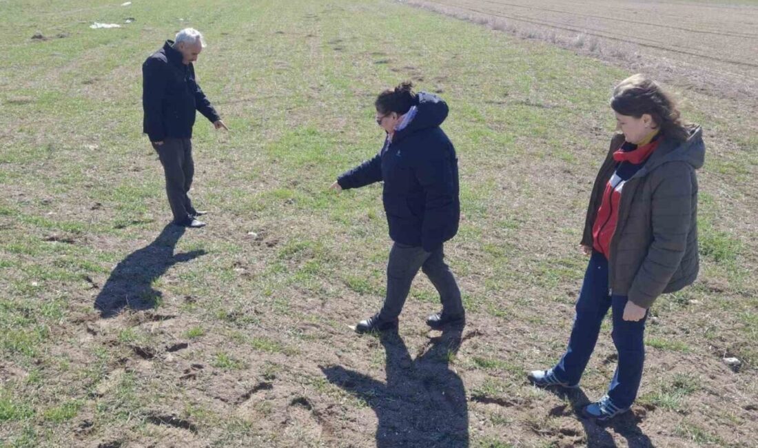Kütahya’da Tarla Faresiyle Mücadele İçin Arazi Kontrolleri Devam Ediyor Kütahya İl Tarım ve Orman Müdürlüğü, 2025 Bitki Sağlığı Uygulama