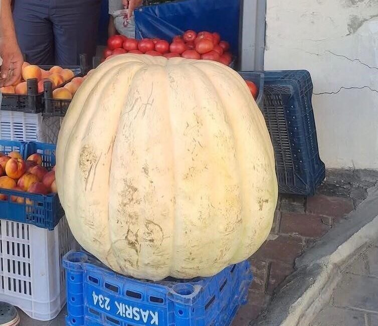 Manisa'nın Sarıgöl ilçesinde Hüseyin Cepel, yetiştirdiği 85 kilogramlık bal kabağıyla