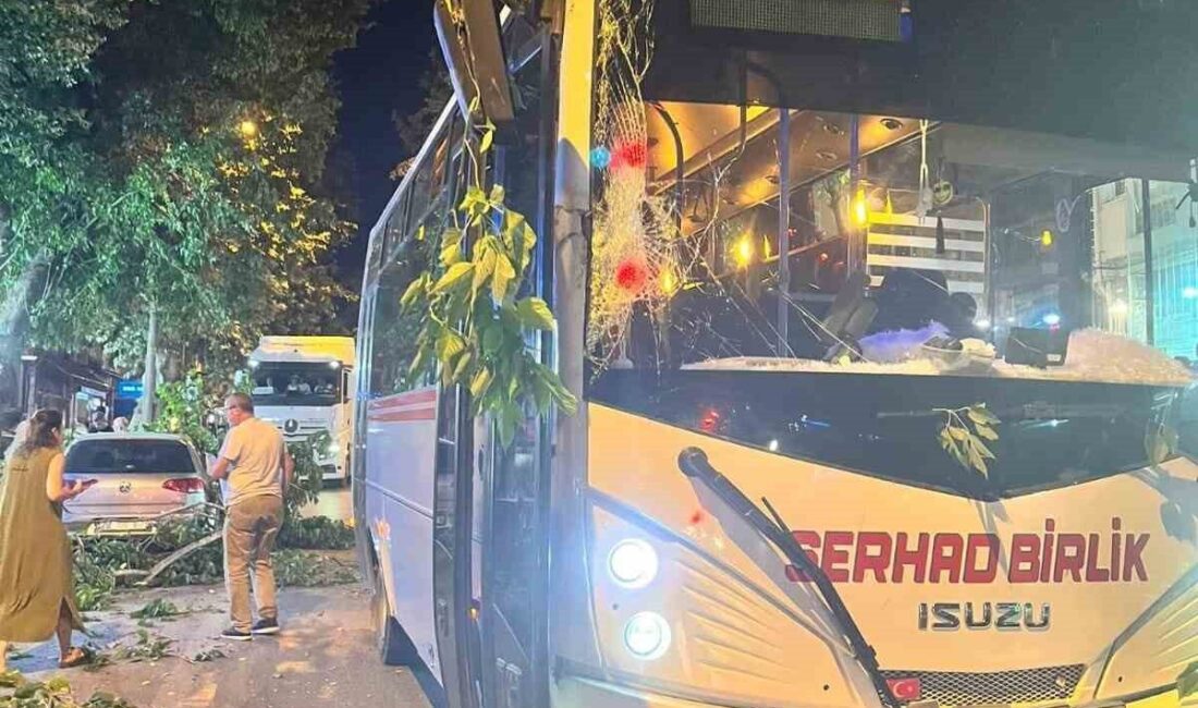 Edirne'de Atatürk Bulvarı'nda akşam saatlerinde devrilen bir ağaç, toplu taşıma