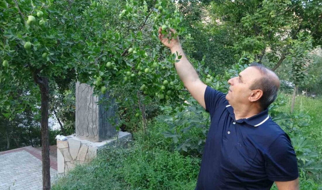 Malatya'da zorlu iklim şartlarına rağmen, fidan üreticisi Mustafa Turhan, 6