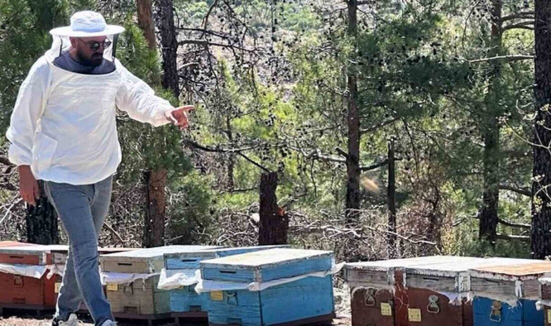 Muğla'da 2025 arılı kovan desteklemeleri için sayım çalışmalarına başlandı. Tarım