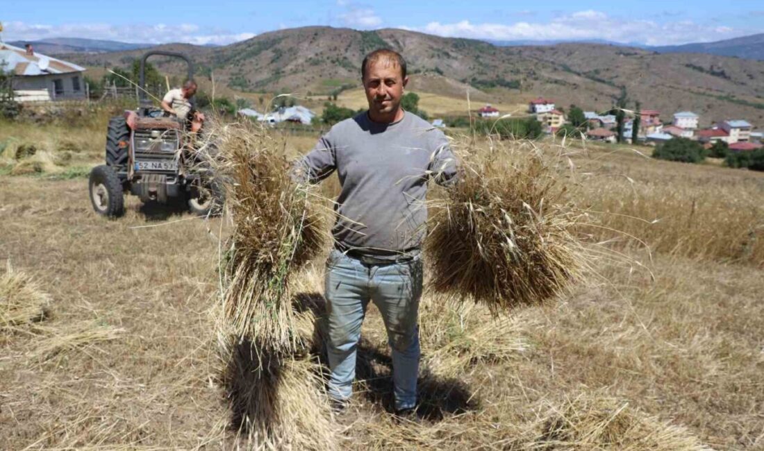 Ordu’da, siyez buğdayı üretimi 2019’da 125 dekar alanda başladı. Ordu